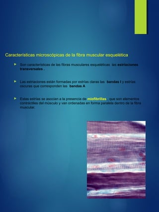 Características microscópicas de la fibra muscular esquelética
 Son características de las fibras musculares esqueléticas las estriaciones
transversales .
 Las estriaciones están formadas por estrías claras las bandas I y estrías
oscuras que corresponden las bandas A
 Estas estrías se asocian a la presencia de miofibrillas , que son elementos
contráctiles del músculo y van ordenadas en forma paralela dentro de la fibra
muscular.
 