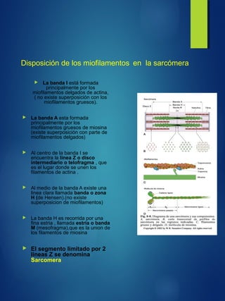 Disposición de los miofilamentos en la sarcómera
 La banda I está formada
principalmente por los
miofilamentos delgados de actina,
( no existe superposición con los
miofilamentos gruesos).
 La banda A esta formada
principalmente por los
miofilamentos gruesos de miosina
(existe superposición con parte de
miofilamentos delgados)
 Al centro de la banda I se
encuentra la linea Z o disco
intermediario o telofragma , que
es el lugar donde se unen los
filamentos de actina .
 Al medio de la banda A existe una
linea clara llamada banda o zona
H (de Hensen).(no existe
superposicion de miofilamentos)
 La banda H es recorrida por una
fina estria , llamada estria o banda
M (mesofragma),que es la union de
los filamentos de miosina
 El segmento limitado por 2
lineas Z se denomina
Sarcomera
 