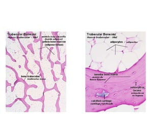 CONDUCTO DE HAVERS:
o Se encuentra en el interior de la osteona.
o Con frecuencia hay de 1 a 3 vasos sanguíneos, los vasos...