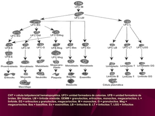 CHT = célula totipotencial hematopoyética. UFC= unidad formadora de colonias. UFB = unidad formadora de
brotes. BI= blastos. LM = linfoide mieloide. GEMM = granulocitos, eritrocitos, monocitos, megacariocitos. L =
linfoide. EG = eritrocitos y granulocitos, megacariocitos. M = monocitos. G = granulocitos. Meg =
megacariocitos. Bas = basófilos. Eo = eosinófilos. LB = linfocitos B. LT = linfocitos T. LGG = linfocitos
 