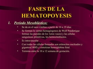 FASES DE LAFASES DE LA
HEMATOPOYESISHEMATOPOYESIS
1.1. Periodo Mesoblástico:Periodo Mesoblástico:
• Se da en el saco vitelino a partir de 16 a 19 días
• Se forman lo islotes hemagiogenos de Wolf Pander(que
forman las paredes de los 1eros vasos) y las células
sanguineas primitivas, los hemocitoblastos.
• Es intravascular
• Casi todas las células formadas son eritrocitos nucleados y
gigantes(180fl) y sintetizan hemoglobina fetal.
• Termina entre la 10 a 12 semana de gestación.
 