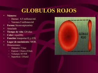 GLOBULOS ROJOSGLOBULOS ROJOS
• Número:
– Damas: 4.5 millones/ml.
– Varones:5 millones/ml
• Forma: biconva(picarón)
• Anuclado
• Tiempo de vida 120 días
• Color: rojo(Hb)
• Función: tranportar O2 y CO2.
• Lugar de nacimiento: MOR.
• Dimensiones:
– Diámetro: 7.5um
– Espesor: 2.6um a 0.8um
– Volumen: 85-95fl
– Superficie: 135um2
 