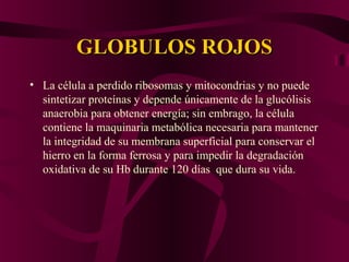 GLOBULOS ROJOSGLOBULOS ROJOS
• La célula a perdido ribosomas y mitocondrias y no puede
sintetizar proteínas y depende únicamente de la glucólisis
anaerobia para obtener energía; sin embrago, la célula
contiene la maquinaria metabólica necesaria para mantener
la integridad de su membrana superficial para conservar el
hierro en la forma ferrosa y para impedir la degradación
oxidativa de su Hb durante 120 días que dura su vida.
 