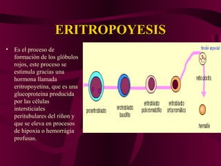 ERITROPOYESISERITROPOYESIS
• Es el proceso de
formación de los glóbulos
rojos, este proceso se
estimula gracias una
hormona llamada
eritropoyetina, que es una
glucoproteina producida
por las células
intersticiales
peritubulares del riñon y
que se eleva en procesos
de hipoxia o hemorrágia
profusas.
 