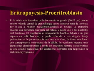 Eritropoyesis-Eritropoyesis-PProeritroblastoroeritroblasto
• Es la célula más inmadura de la Su tamaño es grande (20-25 um) con un
núcleo redondo central de gran talla que ocupa la mayor parte de la célula,
por lo que la relación nucleocitoplasmática es elevada. La cromatina
muestra una estructura finamente reticulada, y posee uno o dos nucleolos
mal limitados. El citoplasma es intensamente basófilo debido a su gran
riqueza en polirribosomas, y queda reducido a una delgada franja
perinuclear en la que se aprecia una zona más clara, de forma semilunar,
que corresponde al centrosoma de la célula. En ocasiones presenta unas
protusiones citoplasmáticas a modo de casquetes bastante característicos
de este estadio madurativo. En condiciones normales está desprovisto de
inclusiones y vacuolas.
 