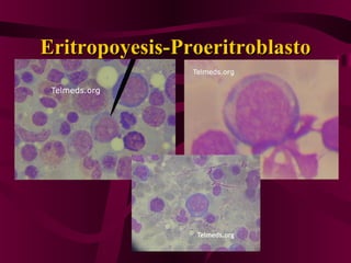 Eritropoyesis-Eritropoyesis-PProeritroblastoroeritroblasto
 