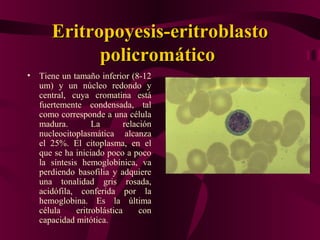 Eritropoyesis-Eritropoyesis-eritroblastoeritroblasto
policromáticopolicromático
• Tiene un tamaño inferior (8-12
um) y un núcleo redondo y
central, cuya cromatina está
fuertemente condensada, tal
como corresponde a una célula
madura. La relación
nucleocitoplasmática alcanza
el 25%. El citoplasma, en el
que se ha iniciado poco a poco
la síntesis hemoglobínica, va
perdiendo basofilia y adquiere
una tonalidad gris rosada,
acidófila, conferida por la
hemoglobina. Es la última
célula eritroblástica con
capacidad mitótica.
 