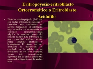 Eritropoyesis-Eritropoyesis-eritroblastoeritroblasto
OrtocromáticoOrtocromático o Eritroblastoo Eritroblasto
AcidofiloAcidofilo• Tiene un tamaño pequeño (7-10 um,
con núcleo intensament picnótico y
cromatina muy condensada de
aspecto homogéneo. El citoplasma
muy acidófilo va aumentando su
contenido hemoglobínicohasta
adquirir la tonalidad propia del
hematíe maduro. Este eritroblasto no
posee capacidad mitótica, aunque
puede sintetizar proteinas y
hemoglobina. El núceo, una vez
finalizada su maduración, es
expulsado de la célula por un
mecanismo no del todo conocido,
siendo éste posteriormente
fagocitado por las células del sistema
mononuclear fagocítico de la médula
ósea.
 