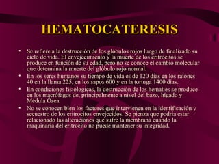 HEMATOCATERESISHEMATOCATERESIS
• Se refiere a la destrucción de los glóbulos rojos luego de finalizado su
ciclo de vida. El envejecimiento y la muerte de los eritrocitos se
produce en función de su edad, pero no se conoce el cambio molecular
que determina la muerte del glóbulo rojo normal.
• En los seres humanos su tiempo de vida es de 120 días en los ratones
40 en la llama 225, en los sapos 600 y en la tortuga 1400 días.
• En condiciones fisiologicas, la destrucción de los hematies se produce
en los macrófagos de, principalmente a nivel del bazo, hígado y
Médula Ósea.
• No se conocen bien los factores que intervienen en la identificación y
secuestro de los eritrocitos envejecidos. Se pienza que podria estar
relacionado las alteraciones que sufre la membrana cuando la
maquinaria del eritrocito no puede mantener su integridad.
 