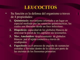 LEUCOCITOSLEUCOCITOS
• Su función es la defensa del organismo a traves
de 4 propiedades:
1.1. Quimiotaxis:Quimiotaxis: movimiento orientado a un lugar en
especial mediado por las sutancias quimiotacticas, las
cuales son liberadas desde un foco infeccioso.
2.2. Diapedesis:Diapedesis: capacidad de los globulos blancos de
atravesar la pared de los capilares sin lesionarlos.
3.3. Mov. Ameboideo:Mov. Ameboideo: desplazamiento de globulos
blancos por el tejido coenctivo a través de
seudópodos
4.4. Fagocitosis:Fagocitosis: es el proceso de englobe de sustancias
extrañas y llevadas dentro de la célula por parte de
las enzimas de los lisosomas primarios
 
