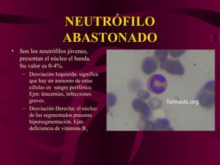 NEUTRÓFILONEUTRÓFILO
ABASTONADOABASTONADO
• Son los neutrófilos jóvenes,
presentan el núcleo el banda.
Su valor es 0-4%.
– Desviación Izquierda: significa
que hay un aumento de estas
células en sangre periférica.
Ejm: leucemias, infecciones
graves.
– Desviación Derecha: el núcleo
de los segmentados presenta
hipersegmentación. Ejm:
deficiencia de vitamina B12
 