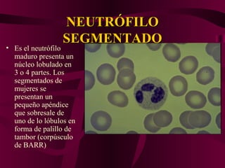 NEUTRÓFILONEUTRÓFILO
SEGMENTADOSEGMENTADO
• Es el neutrófilo
maduro presenta un
núcleo lobulado en
3 o 4 partes. Los
segmentados de
mujeres se
presentan un
pequeño apéndice
que sobresale de
uno de lo lóbulos en
forma de palillo de
tambor (corpúsculo
de BARR)
 