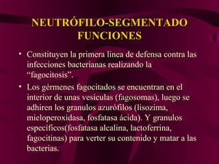 NEUTRÓFILO-SEGMENTADONEUTRÓFILO-SEGMENTADO
FUNCIONESFUNCIONES
• Constituyen la primera linea de defensa contra las
infecciones bacterianas realizando la
“fagocitosis”.
• Los gérmenes fagocitados se encuentran en el
interior de unas vesículas (fagosomas), luego se
adhiren los granulos azurófilos (lisozima,
mieloperoxidasa, fosfatasa ácida). Y granulos
específicos(fosfatasa alcalina, lactoferrina,
fagocitinas) para verter su contenido y matar a las
bacterias.
 