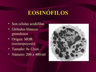 EOSINÓFILOSEOSINÓFILOS
• Son células acidófilas
• Glóbulos blancos
granulosos
• Origen: MOR
(eosinopoyesis)
• Tamaño: 9a 12um
• Número: 200 a 400/ml
 