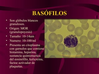 BASÓFILOSBASÓFILOS
• Son glóbulos blancos
granulosos.
• Origen: MOR
(granulopoyesis)
• Tamaño: 10-14um
• Numero: 10-100/ml
• Presenta un citoplasma
con garnulos que contiene
histamina, heparina,
sustancia quimiotactica
del eosinófilo, kalicreina,
factoe activador de
plaquetas.
 