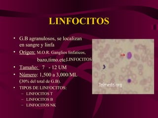 LINFOCITOSLINFOCITOS
• G.B agranulosos, se localizan
en sangre y linfa
• Origen: M.O.R. Ganglios linfaticos,
bazo,timo.etc.
• Tamaño: 7 - 12 UM
• Número: 1,500 a 3,000/ML
(30% del total de G.B).
• TIPOS DE LINFOCITOS:
– LINFOCITOS T
– LINFOCITOS B
– LINFOCITOS NK
LINFOCITOS
 