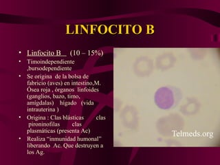 LINFOCITO BLINFOCITO B
• Linfocito B (10 – 15%)
• Timoindependiente
,bursodependiente
• Se origina de la bolsa de
fabricio (aves) en intestino,M.
Ósea roja , órganos linfoides
(ganglios, bazo, timo,
amígdalas) hígado (vida
intrauterina )
• Origina : Clas blásticas clas
pironinofilas clas
plasmáticas (presenta Ac)
• Realiza “inmunidad humonal”
liberando Ac. Que destruyen a
los Ag.
 