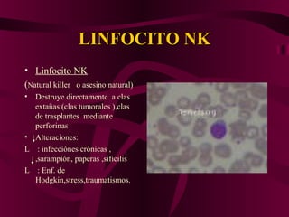 LINFOCITO NKLINFOCITO NK
• Linfocito NK
(Natural killer o asesino natural)
• Destruye directamente a clas
extañas (clas tumorales ),clas
de trasplantes mediante
perforinas
• Alteraciones:
L : infecciónes crónicas ,
,sarampión, paperas ,sificilis
L : Enf. de
Hodgkin,stress,traumatismos.
 
