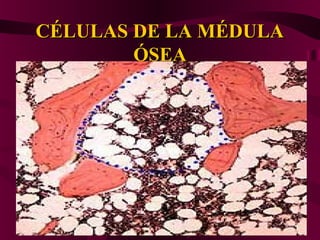 CÉLULAS DE LA MÉDULACÉLULAS DE LA MÉDULA
ÓSEAÓSEA
 