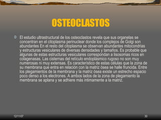 OSTEOCLASTOS
    El estudio ultrastructural de los osteoclastos revela que sus organelas se

    concentran en el citopla...