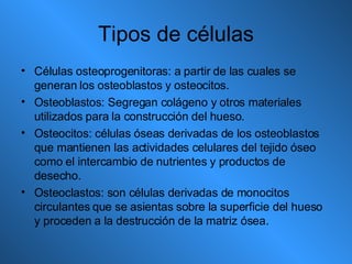 Tipos de células Células osteoprogenitoras: a partir de las cuales se generan los osteoblastos y osteocitos. Osteoblastos: Segregan colágeno y otros materiales utilizados para la construcción del hueso. Osteocitos: células óseas derivadas de los osteoblastos que mantienen las actividades celulares del tejido óseo como el intercambio de nutrientes y productos de desecho. Osteoclastos: son células derivadas de monocitos circulantes que se asientas sobre la superficie del hueso y proceden a la destrucción de la matriz ósea. 