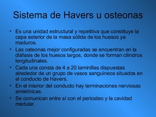 Sistema de Havers u osteonas Es una unidad estructural y repetitiva que constituye la capa exterior de la masa sólida de los huesos ya maduros. Las osteonas mejor configuradas se encuentran en la diáfasis de los huesos largos, donde se forman cilindros longitudinales. Cada una consta de 4 a 20 laminillas dispuestas alrededor de un grupo de vasos sanguíneos situados en el conducto de Havers. En el interior del conducto hay terminaciones nerviosas amielínicas. Se comunican entre sí con el periosteo y la cavidad medular. 