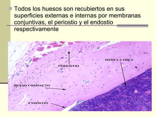Los huesos | PPT