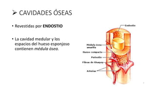 Tejido óseo2 (1) | PPTX