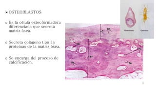 OSTEOBLASTOS:
o Es la célula osteoformadora
diferenciada que secreta
matriz ósea.
o Secreta colágeno tipo I y
proteínas d...