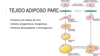 Tejido adiposo: clasificacion, estructura y funcion. | PPTX