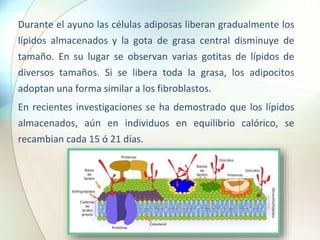Durante el ayuno las células adiposas liberan gradualmente los
lípidos almacenados y la gota de grasa central disminuye de
tamaño. En su lugar se observan varias gotitas de lípidos de
diversos tamaños. Si se libera toda la grasa, los adipocitos
adoptan una forma similar a los fibroblastos.
En recientes investigaciones se ha demostrado que los lípidos
almacenados, aún en individuos en equilibrio calórico, se
recambian cada 15 ó 21 días.
 
