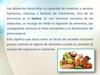 Los adipocitos desarrollan la capacidad de sintetizar y secretar
hormonas, citosinas y factores de crecimiento. Una de las
hormonas es la leptina. Es una hormona exclusiva de los
adipocitos; se encarga de inhibir la ingestión de alimentos, por
consiguiente estimula el ritmo metabólico y la disminución del
peso corporal.
Esto significa que actúa como un factor de saciedad circulante
porque controla la ingesta de alimentos cuando la cantidad de
energía del organismo es suficiente.
 