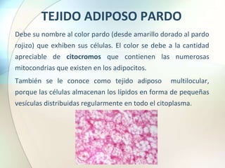 TEJIDO ADIPOSO PARDO
Debe su nombre al color pardo (desde amarillo dorado al pardo
rojizo) que exhiben sus células. El color se debe a la cantidad
apreciable de citocromos que contienen las numerosas
mitocondrias que existen en los adipocitos.
También se le conoce como tejido adiposo multilocular,
porque las células almacenan los lípidos en forma de pequeñas
vesículas distribuidas regularmente en todo el citoplasma.
 