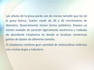 Las células de la grasa parda son de menos tamaño que los de
la grasa blanca. Suelen medir de 30 a 40 micrómetros de
diámetro. Generalmente tienen forma poliédrica. Poseen un
núcleo ovalado de posición ligeramente excéntrica y rodeado
de abundante citoplasma en donde se localizan numerosas
gotitas de lípidos de diferente tamaño.
El citoplasma contiene gran cantidad de mitocondrias esféricas
con crestas largas y tubulares.
 