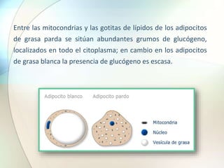 Entre las mitocondrias y las gotitas de lípidos de los adipocitos
de grasa parda se sitúan abundantes grumos de glucógeno,
localizados en todo el citoplasma; en cambio en los adipocitos
de grasa blanca la presencia de glucógeno es escasa.
 
