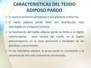 CARACTERISTICAS DEL TEJIDO
ADIPOSO PARDO
 El aspecto presenta semejanza a una glándula endocrina.
 El tejido adiposo pardo tiene una distribución muy
restringida en la especie humana.
 La localización del tejido adiposo pardo se limita a la región
interescapular, zona ventral del cuello, en la región
pélvicoinguinal; en la zona perirrenal y alrededor de las
glándulas suprarrenales.
 En los individuos adultos, la grasa parda es inexistente o la
presencia de ella está sumamente disminuida.
 