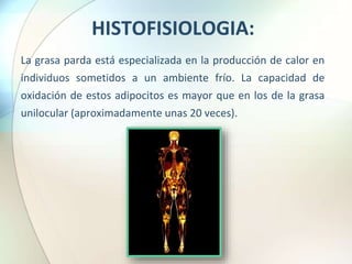 HISTOFISIOLOGIA:
La grasa parda está especializada en la producción de calor en
individuos sometidos a un ambiente frío. La capacidad de
oxidación de estos adipocitos es mayor que en los de la grasa
unilocular (aproximadamente unas 20 veces).
 