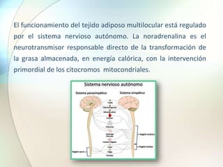 El funcionamiento del tejido adiposo multilocular está regulado
por el sistema nervioso autónomo. La noradrenalina es el
neurotransmisor responsable directo de la transformación de
la grasa almacenada, en energía calórica, con la intervención
primordial de los citocromos mitocondriales.
 