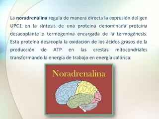 La noradrenalina regula de manera directa la expresión del gen
UPC1 en la síntesis de una proteína denominada proteína
desacoplante o termogenina encargada de la termogénesis.
Esta proteína desacopla la oxidación de los ácidos grasos de la
producción de ATP en las crestas mitocondriales
transformando la energía de trabajo en energía calórica.
 