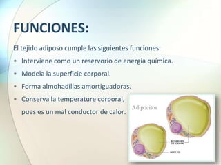FUNCIONES:
El tejido adiposo cumple las siguientes funciones:
• Interviene como un reservorio de energía química.
• Modela la superficie corporal.
• Forma almohadillas amortiguadoras.
• Conserva la temperature corporal,
pues es un mal conductor de calor.
 