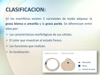 CLASIFICACION:
En los mamíferos existen 2 variedades de tejido adiposo: la
grasa blanca o amarilla y la grasa parda. Se diferencian entre
ellos por:
 Las características morfológicas de sus células.
 El color que muestran al estado fresco.
 Las funciones que realizan.
 Su localización.
 