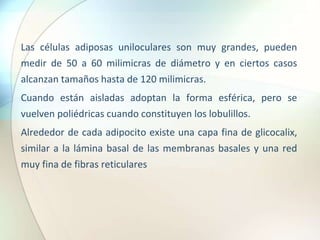 Las células adiposas uniloculares son muy grandes, pueden
medir de 50 a 60 milimicras de diámetro y en ciertos casos
alcanzan tamaños hasta de 120 milimicras.
Cuando están aisladas adoptan la forma esférica, pero se
vuelven poliédricas cuando constituyen los lobulillos.
Alrededor de cada adipocito existe una capa fina de glicocalix,
similar a la lámina basal de las membranas basales y una red
muy fina de fibras reticulares
 