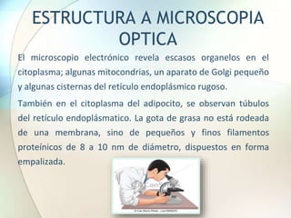 ESTRUCTURA A MICROSCOPIA
OPTICA
El microscopio electrónico revela escasos organelos en el
citoplasma; algunas mitocondrias, un aparato de Golgi pequeño
y algunas cisternas del retículo endoplásmico rugoso.
También en el citoplasma del adipocito, se observan túbulos
del retículo endoplásmatico. La gota de grasa no está rodeada
de una membrana, sino de pequeños y finos filamentos
proteínicos de 8 a 10 nm de diámetro, dispuestos en forma
empalizada.
 