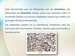 Está demostrado que los filamentos son de vimentina. Los
filamentos de vimentina actúan como una interfase entre el
contenido lipídico y el escaso citoplasma acuoso que rodea a la
gran gota de grasa almacenada.
Los adipocitos poseen en su membrana receptores para las
hormonas del crecimiento, tiroidea, insulina, glucocorticoides y
noradrenalina.
 