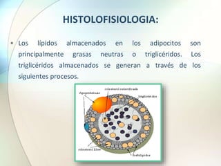 HISTOLOFISIOLOGIA:
• Los lípidos almacenados en los adipocitos son
principalmente grasas neutras o triglicéridos. Los
triglicéridos almacenados se generan a través de los
siguientes procesos.
 