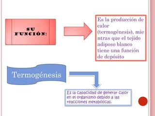 Tejido adiposo | PPTX