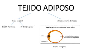 TEJIDO ADIPOSO
“Grasa corporal” Almacenamiento de lípidos
15-20% (hombres) 20-25% (mujeres)
Reserva energética
 