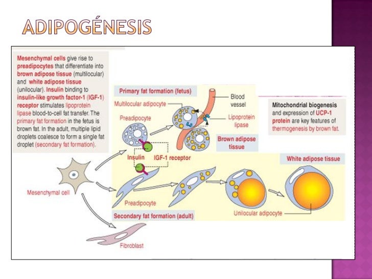 Tejido adiposo. Histología Tejido adiposo. Histología