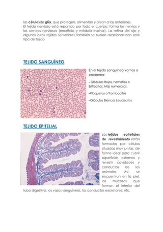 las célulasde glía, que protegen, alimentan y aíslan a las anteriores.
El tejido nervioso está repartido por todo el cuerpo: forma los nervios y
los centros nerviosos (encéfalo y médula espinal). La retina del ojo y
algunos otros tejidos sensoriales también se suelen relacionar con este
tipo de tejido
TEJIDO SANGUÍNEO
En el tejido sanguíneo vamos a
encontrar
- Glóbulos Rojos, hematíes o
Eritrocitos: Más numerosos.
–Plaquetas o Trombocitos
–Glóbulos Blancos Leucocitos
TEJIDO EPITELIAL
Los tejidos epiteliales
de revestimiento están
formados por células
situadas muy juntas, de
forma ideal para cubrir
superficies externas y
revestir cavidades y
conductos de los
animales. Así, se
encuentran en la piel,
las mucosas que
forman el interior del
tubo digestivo, los vasos sanguíneos, los conductos excretores, etc.
 