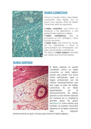 TEJIDO CONECTIVO
Como su nombre indica, estos tejidos
«conectan» otros tejidos. Son un
grupo muy variado. Entre los tejidos
conectivos están los siguientes:
El tejido conjuntivo, que forma los
tendones y los ligamentos, y une
determinados órganos y tejidos.
El tejido cartilaginoso, que se
encuentra en los cartílagos y tiene
función de sostén.
El tejido óseo, que forma los huesos
de los vertebrados y tiene la
particularidad de mineralizarse con
sales, aumentando su resistencia.
Por último, el tejido adiposo, formado
por células que acumulan grasas
TEJIDO ADIPOSO
El tejido adiposo se puede
considerar como un tejido
conectivo un tanto atípico
puesto que posee muy poca
matriz extracelular, pero su
origen embrionario son las
células mesenquimáticas que
dan lugar al resto de tejidos
conectivos. Es un tejido
especializado en el
almacenamiento de lípidos
gracias a unas células capaces
de contener en su citoplasma
grandes gotas de grasa:
losadipocitos. Estas células, que
también se pueden encontrar
dispersas en el tejido conectivo
laxo, se agrupan
estrechamente en gran número para formar el tejido adiposo.
 